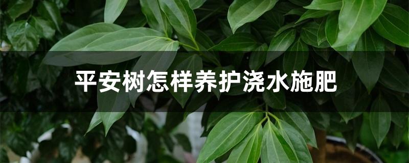 平安树怎样养护浇水施肥 平安树怎样养护浇水施肥