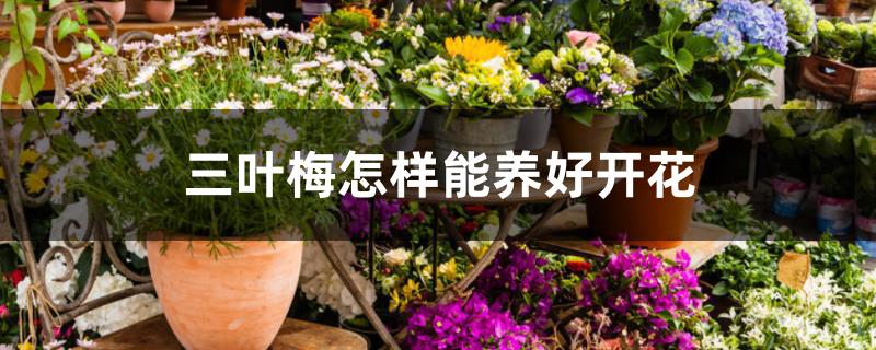 三叶梅怎样能养好开花 三叶梅怎样能养好开花
