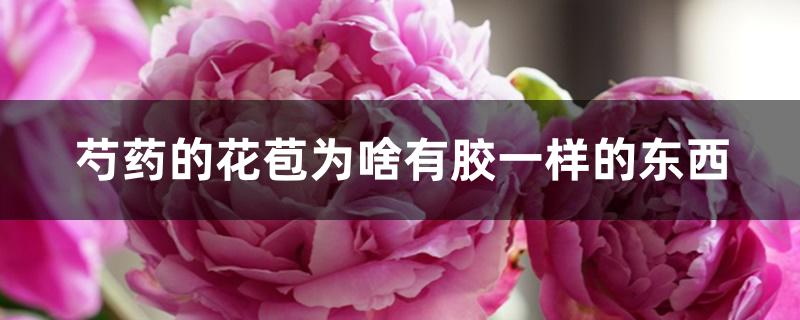 芍药的花苞为啥有胶一样的东西 芍药的花苞为啥有胶一样的东西