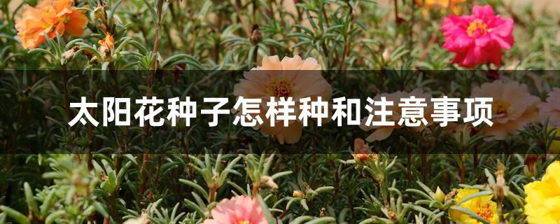 太阳花种子怎样种和注意事项 太阳花种子怎样种和注意事项