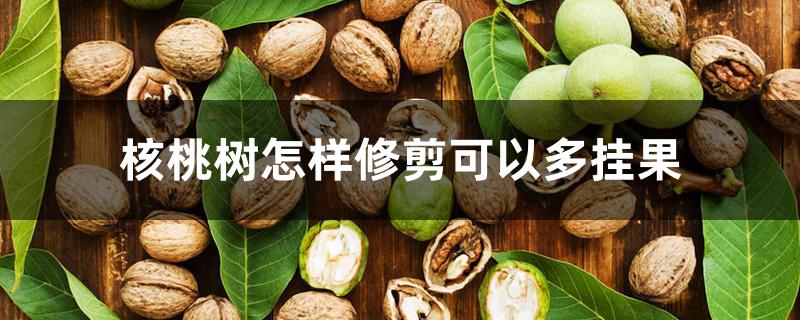 核桃树怎样修剪可以多挂果