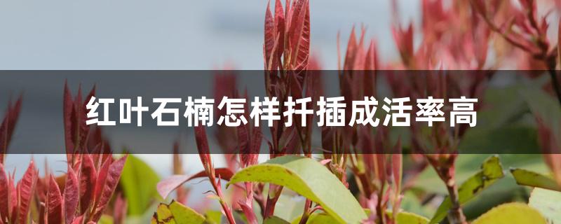 红叶石楠怎样扦插成活率高 红叶石楠怎样扦插成活率高