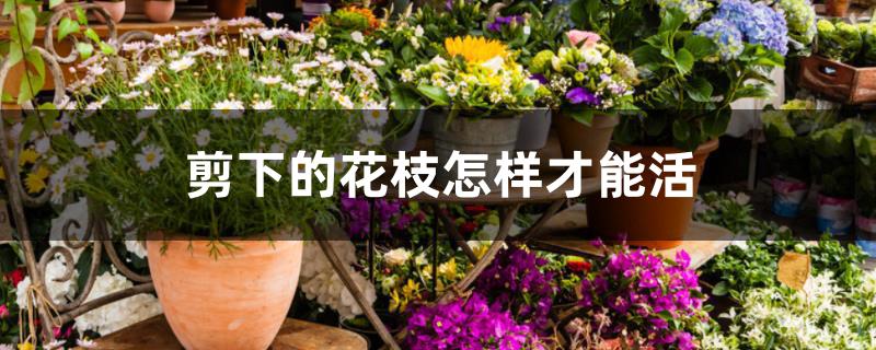 剪下的花枝怎样才能活 剪下的花枝怎样才能活