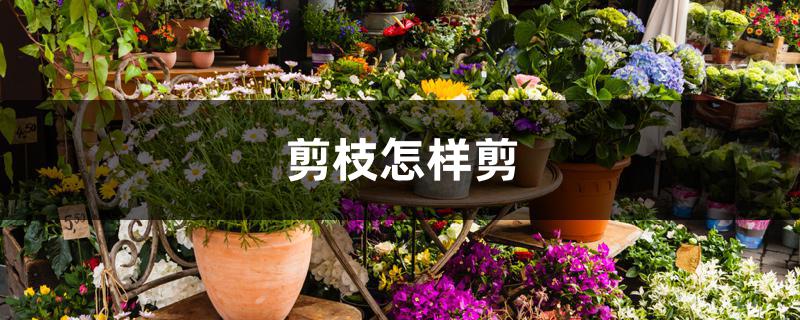 剪枝怎样剪 剪枝怎样剪