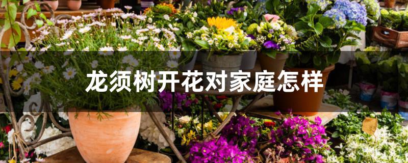 龙须树开花对家庭怎样 龙须树开花对家庭怎样