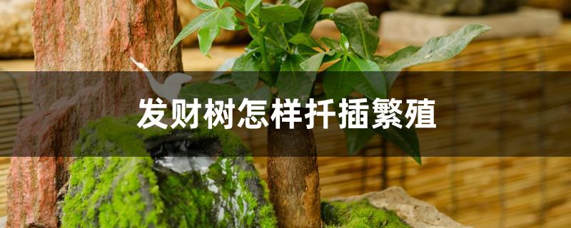 发财树怎样扦插繁殖 发财树怎样扦插繁殖