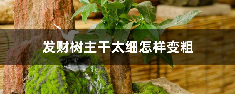 发财树主干太细怎样变粗 发财树主干太细怎样变粗