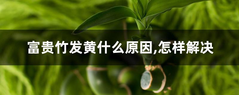 富贵竹发黄什么原因,怎样解决 富贵竹发黄什么原因,怎样解决