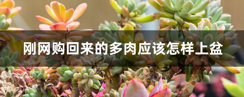 刚网购回来的多肉应该怎样上盆 刚网购回来的多肉应该怎样上盆