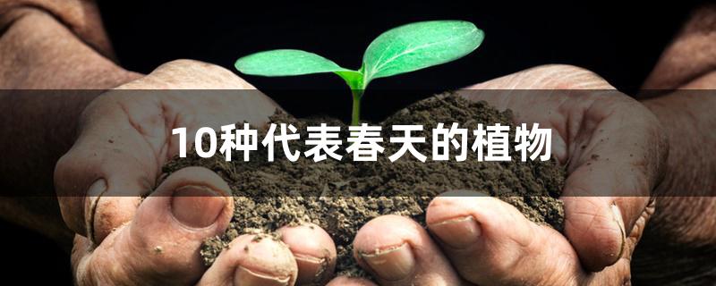10种代表春天的植物 10种代表春天的植物