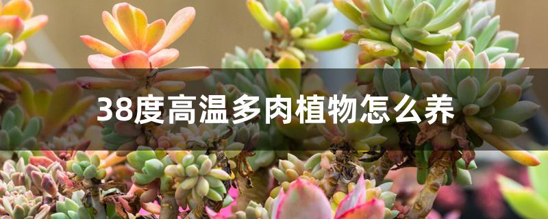 38度高温多肉植物怎么养