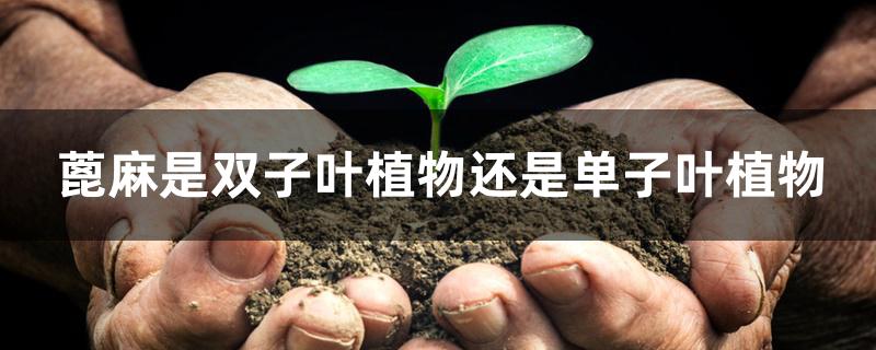 蓖麻是双子叶植物还是单子叶植物 蓖麻是双子叶植物还是单子叶植物