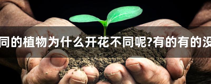 不同的植物为什么开花不同呢?有的有的没有 不同的植物为什么开花不同呢?有的有的没有