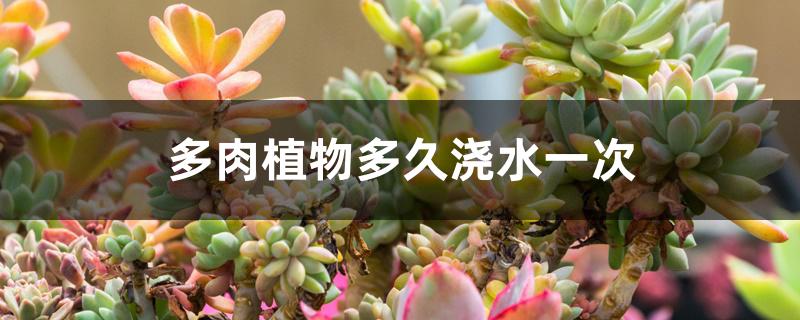 多肉植物多久浇水一次 多肉植物多久浇水一次