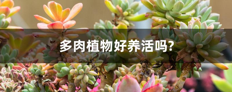 多肉植物好养活吗? 多肉植物好养活吗?