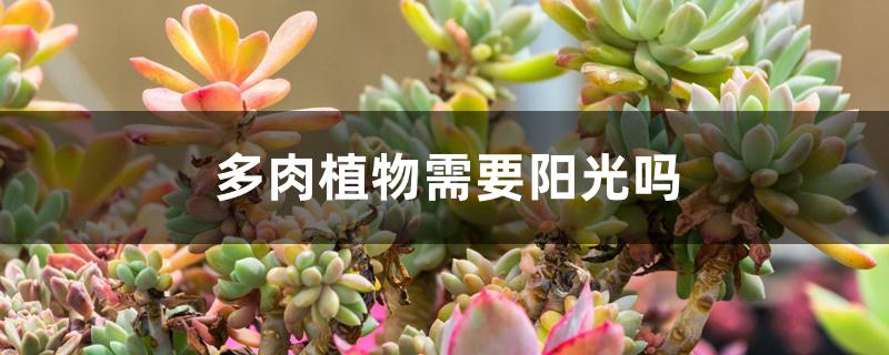 多肉植物需要阳光吗 多肉植物需要阳光吗