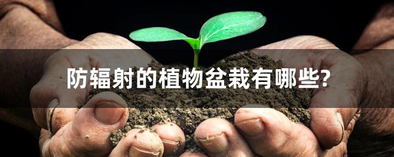 防辐射的植物盆栽有哪些? 防辐射的植物盆栽有哪些?