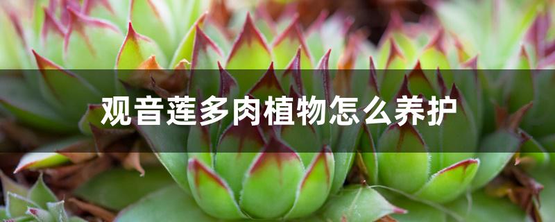 观音莲多肉植物怎么养护 观音莲多肉植物怎么养护