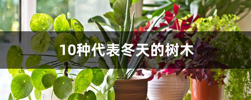 10种代表冬天的树木 10种代表冬天的树木