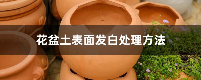 花盆土表面发白处理方法 花盆土表面发白处理方法