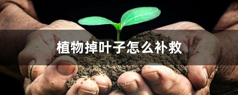 植物掉叶子怎么补救 植物掉叶子怎么补救