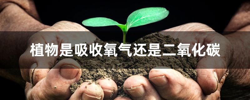 植物是吸收氧气还是二氧化碳 植物是吸收氧气还是二氧化碳
