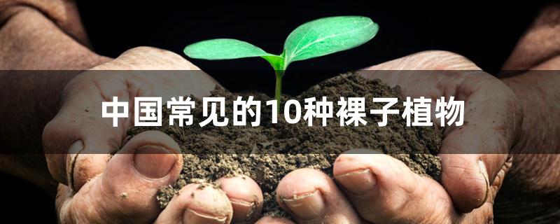 中国常见的10种裸子植物 中国常见的10种裸子植物