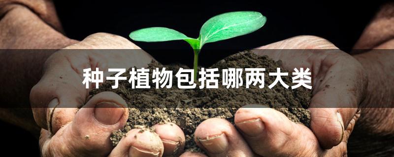 种子植物包括哪两大类 种子植物包括哪两大类