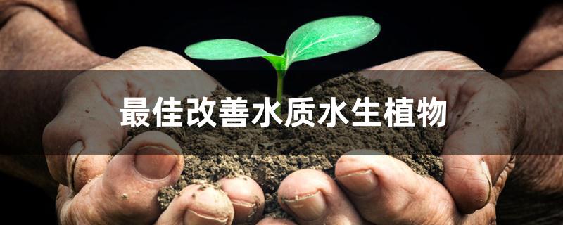 最佳改善水质水生植物 最佳改善水质水生植物