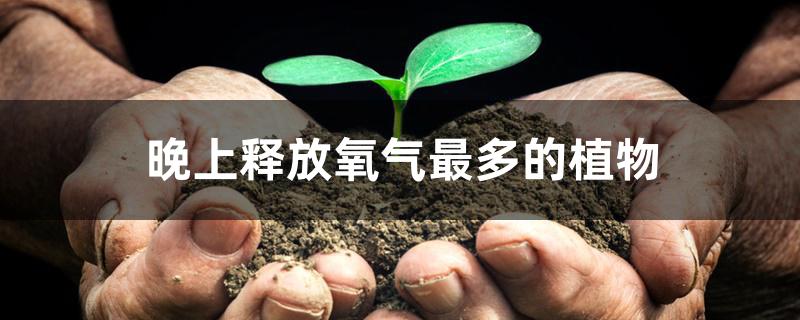 晚上释放氧气最多的植物 晚上释放氧气最多的植物