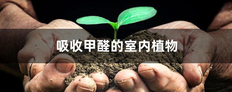 吸收甲醛的室内植物 吸收甲醛的室内植物