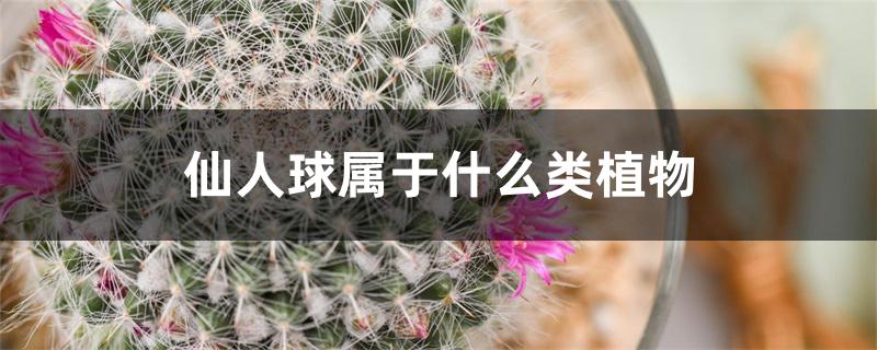 仙人球属于什么类植物 仙人球属于什么类植物