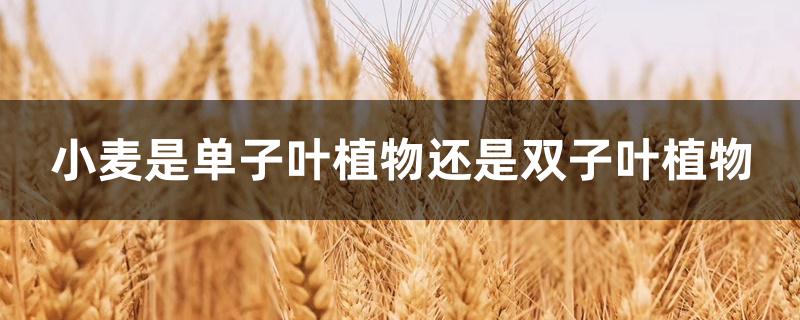 小麦是单子叶植物还是双子叶植物 小麦是单子叶植物还是双子叶植物