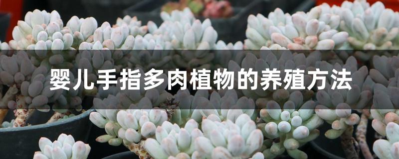 婴儿手指多肉植物的养殖方法