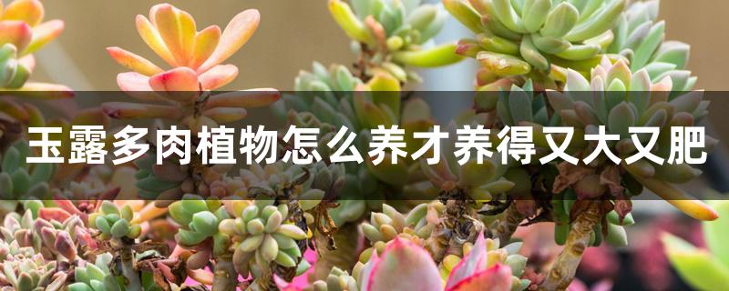 玉露多肉植物怎么养才养得又大又肥 玉露多肉植物怎么养才养得又大又肥
