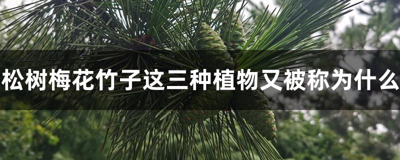 松树梅花竹子这三种植物又被称为什么 松树梅花竹子这三种植物又被称为什么