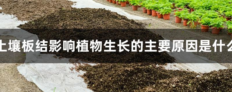 土壤板结影响植物生长的主要原因是什么 土壤板结影响植物生长的主要原因是什么