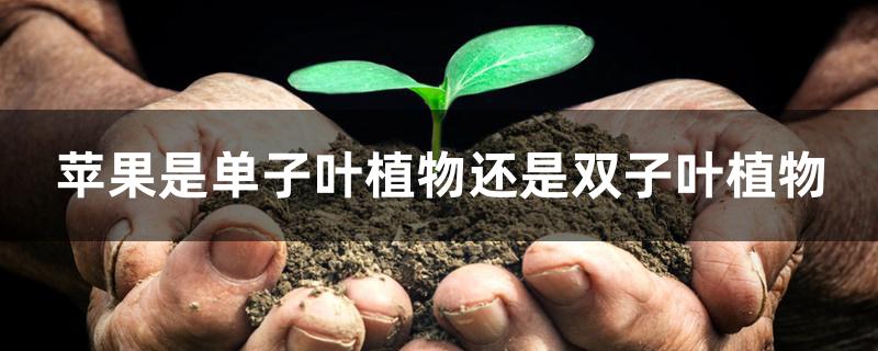 苹果是单子叶植物还是双子叶植物 苹果是单子叶植物还是双子叶植物