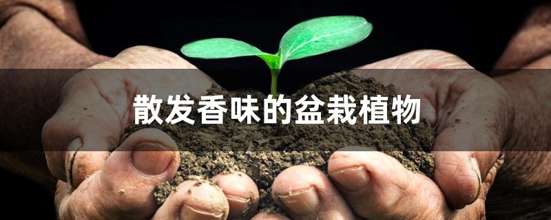 散发香味的盆栽植物 散发香味的盆栽植物