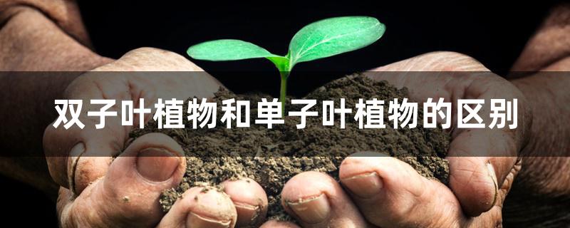 双子叶植物和单子叶植物的区别 双子叶植物和单子叶植物的区别