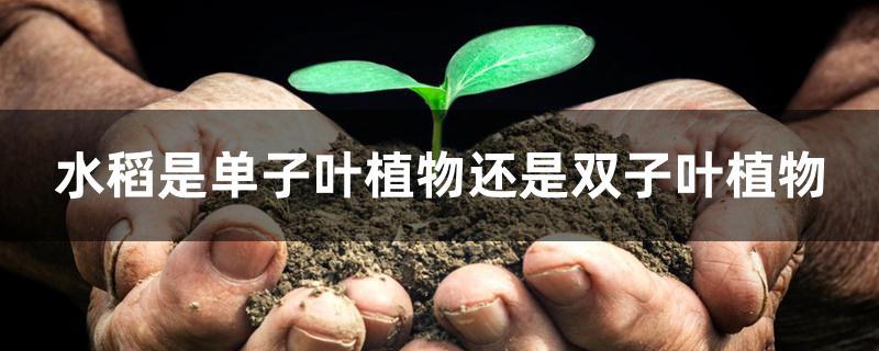 水稻是单子叶植物还是双子叶植物 水稻是单子叶植物还是双子叶植物
