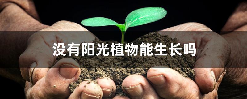 没有阳光植物能生长吗 没有阳光植物能生长吗