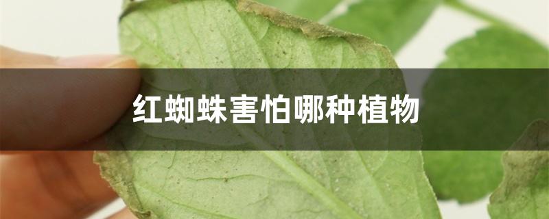 红蜘蛛害怕哪种植物 红蜘蛛害怕哪种植物