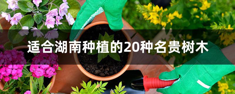 适合湖南种植的20种名贵树木 适合湖南种植的20种名贵树木