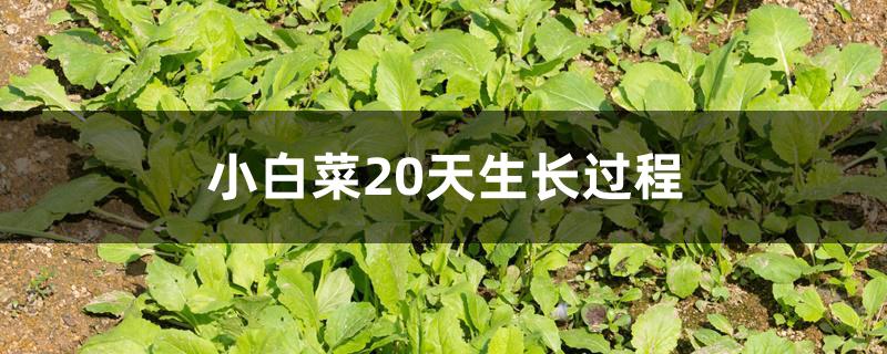 小白菜20天生长过程 小白菜20天生长过程