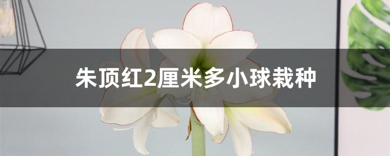 朱顶红2厘米多小球栽种 朱顶红2厘米多小球栽种