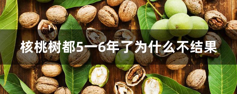 核桃树都5一6年了为什么不结果 核桃树都5一6年了为什么不结果