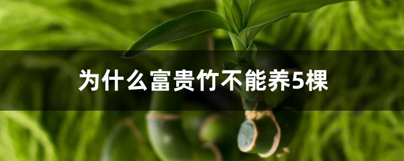 为什么富贵竹不能养5棵 为什么富贵竹不能养5棵