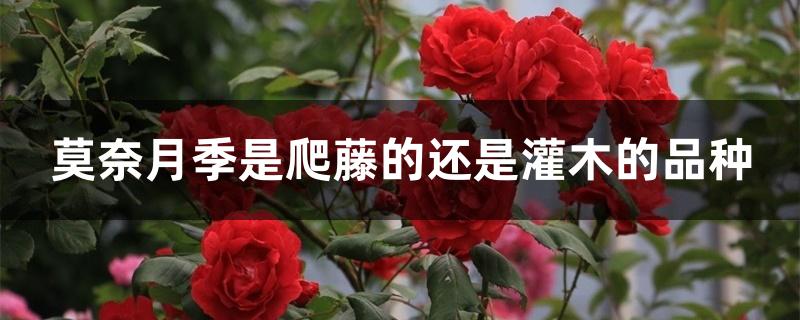 莫奈月季是爬藤的还是灌木的品种 莫奈月季是爬藤的还是灌木的品种