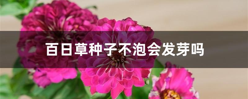 百日草种子不泡会发芽吗 百日草种子不泡会发芽吗
